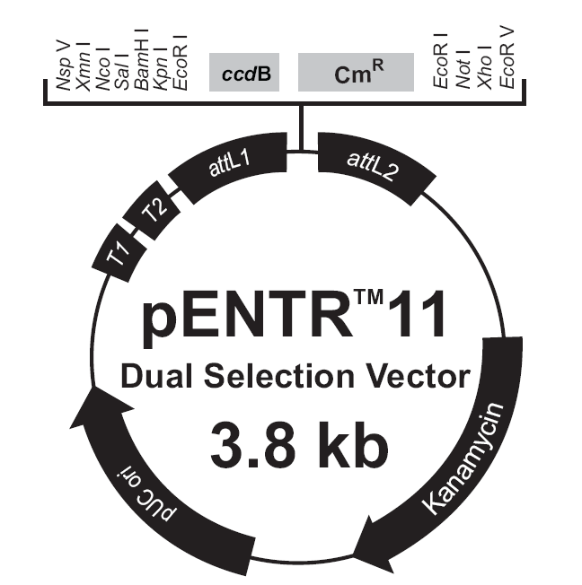 pENTR11-Dual載體圖譜