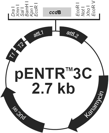 pENTR3C载体图谱