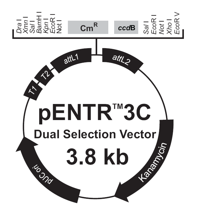 pENTR3C-Dual載體圖譜