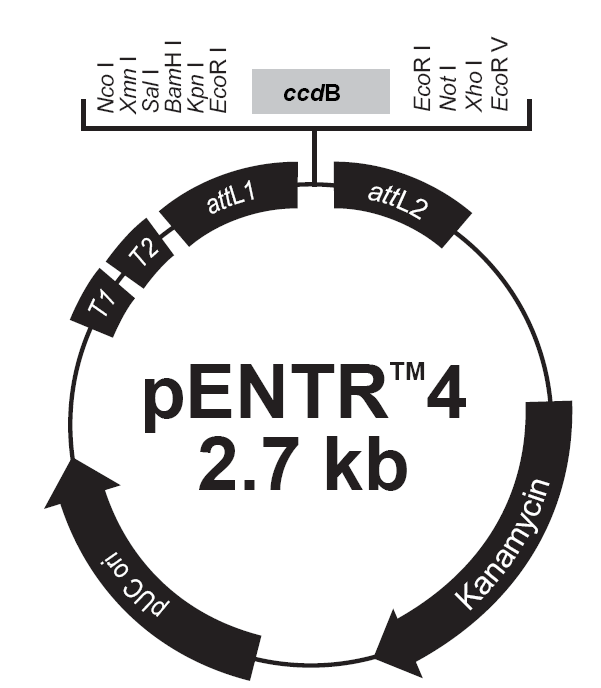 pENTR4载体图谱