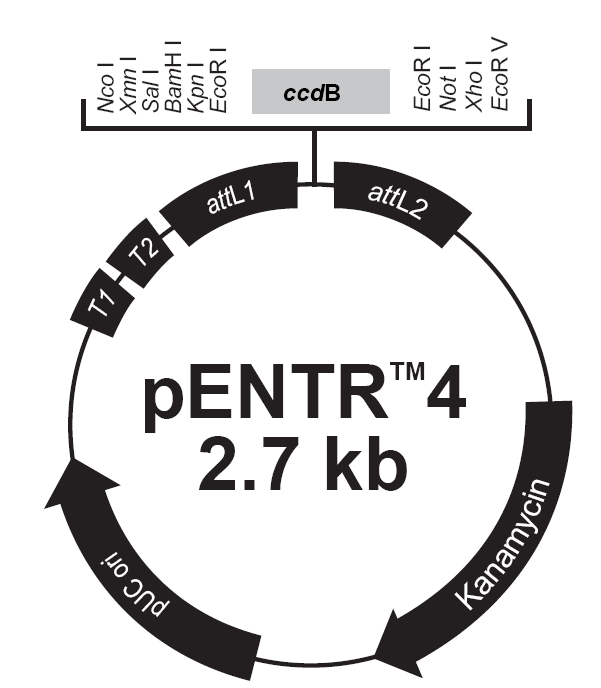 pENTR4載體圖譜