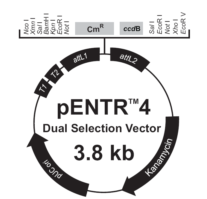 pENTR4-Dual載體圖譜