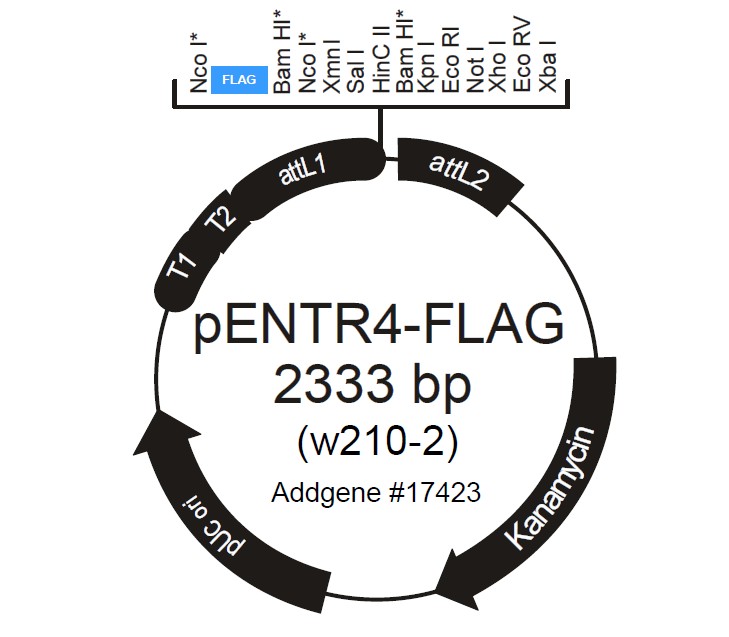 pENTR4-FLAG载体图谱