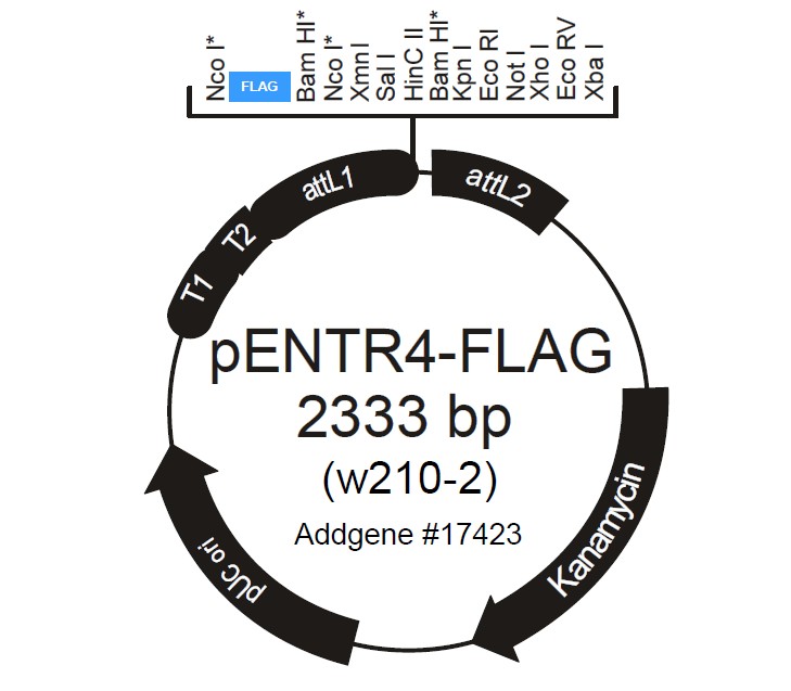 pENTR4-FLAG載體圖譜
