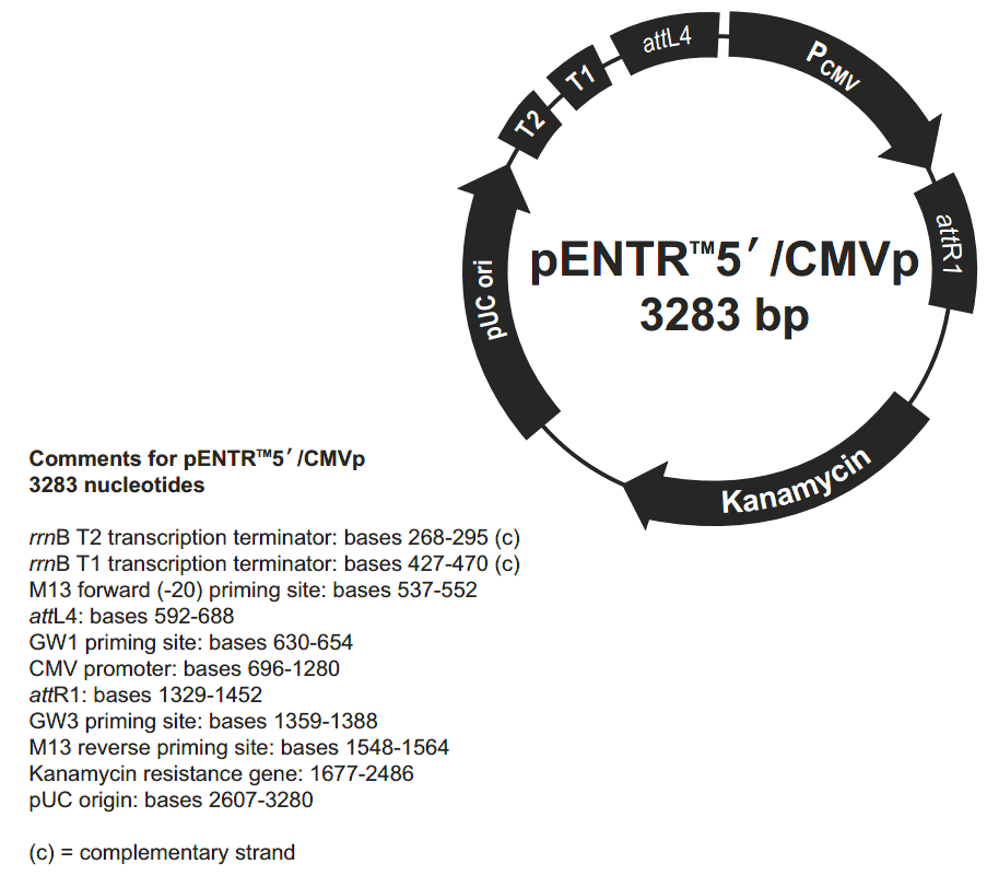 pENTR5'-CMVp载体图谱