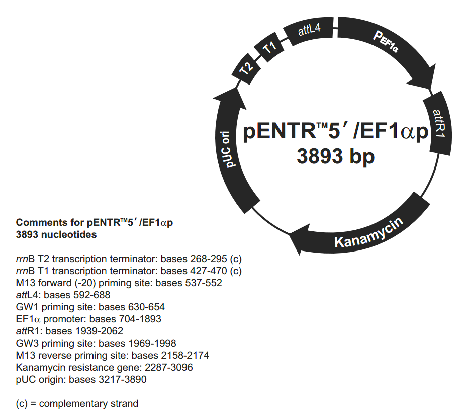 pENTR5'-EF1αp载体图谱