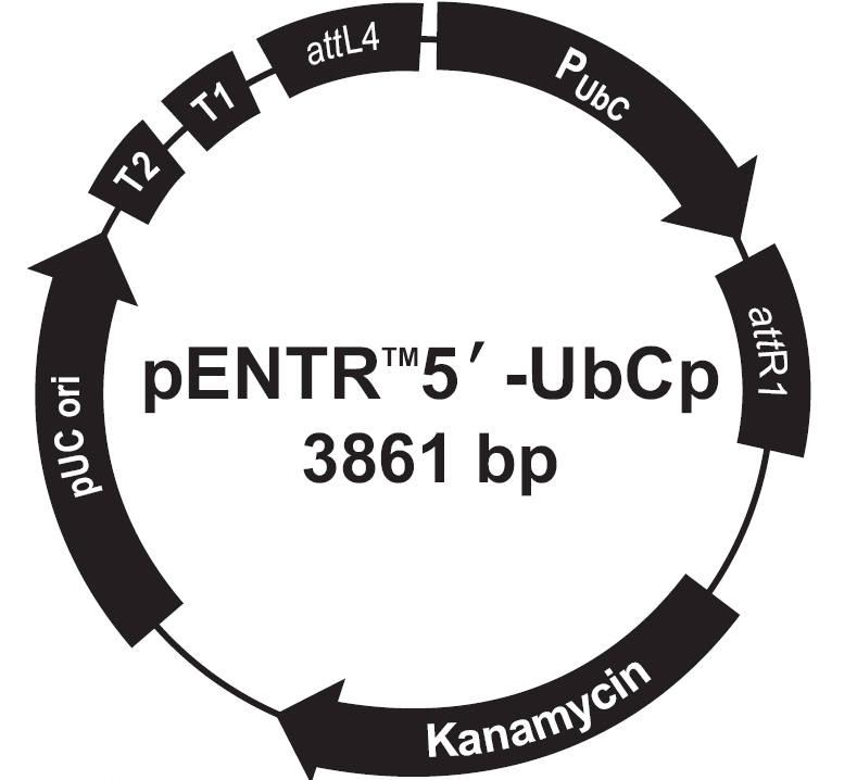 pENTR5-UbCp載體圖譜