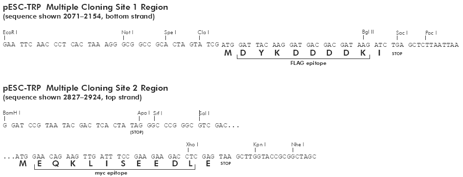 pESC-TRP多克隆位点