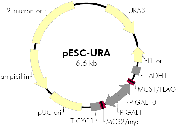 pESC-URA载体图谱