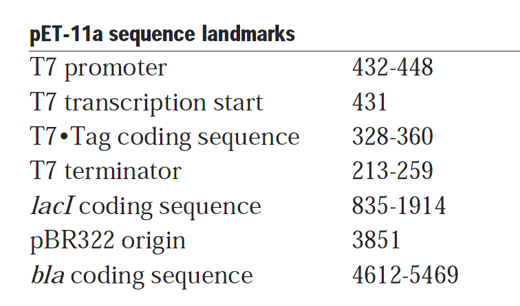 pET-11b 载体特征