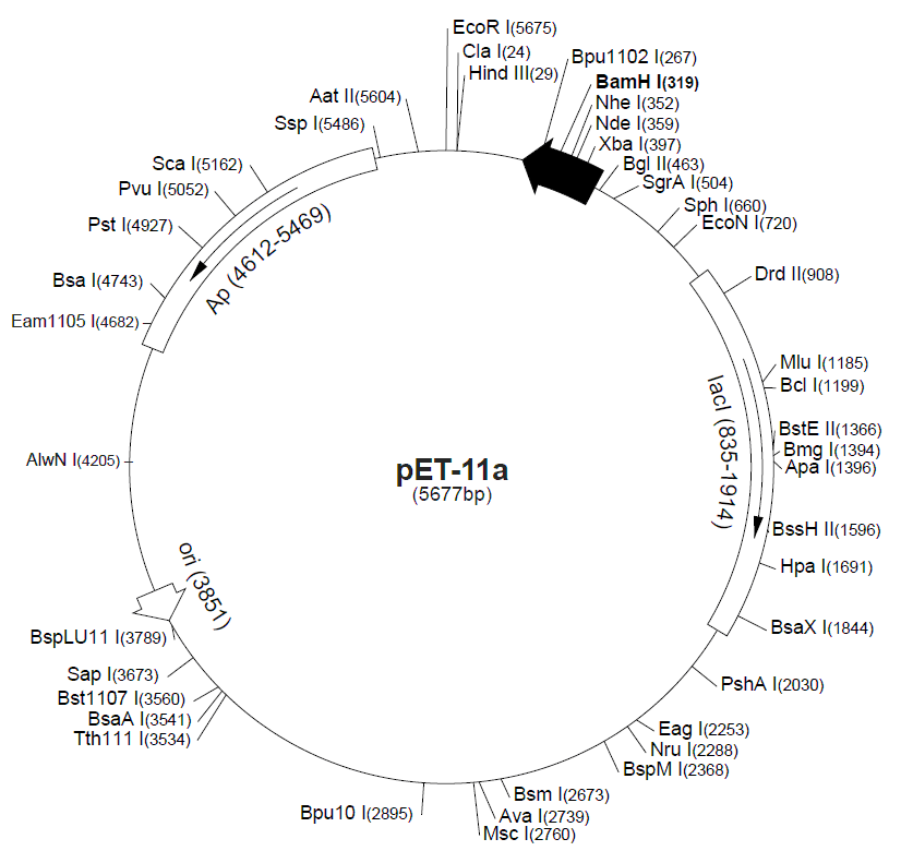 pET-11b 载体图谱