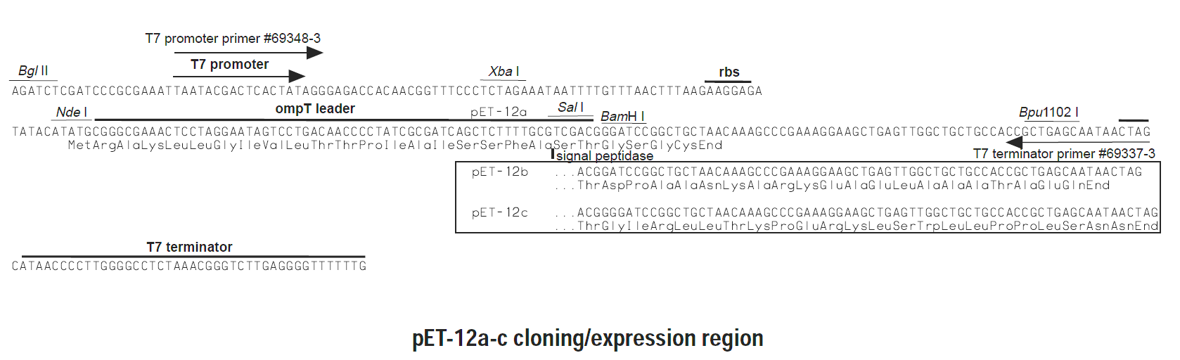 pET-12a 多克隆位点