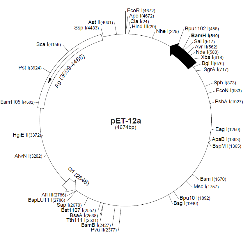 pET-12a 载体图谱