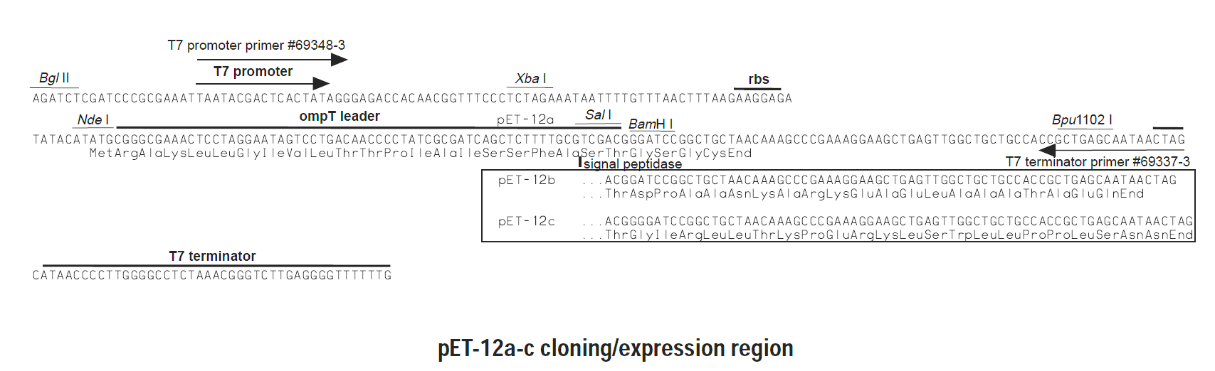 pET-12b 多克隆位点