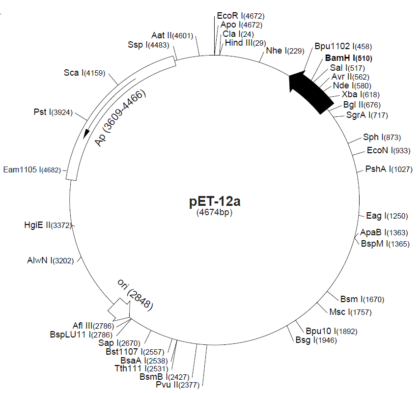 pET-12b 载体图谱
