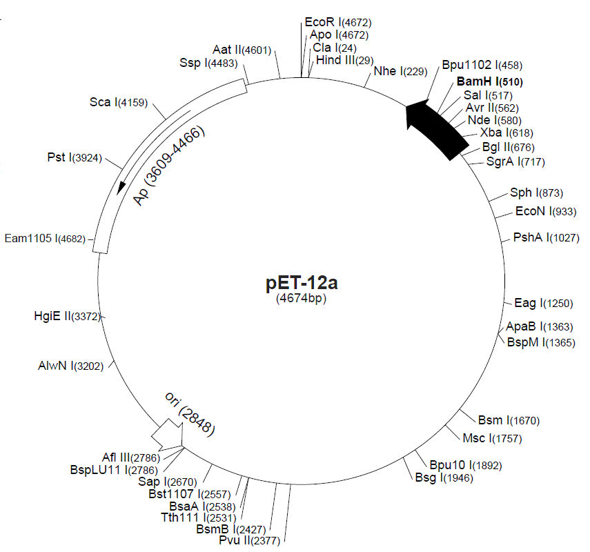 pET-12b 載體圖譜