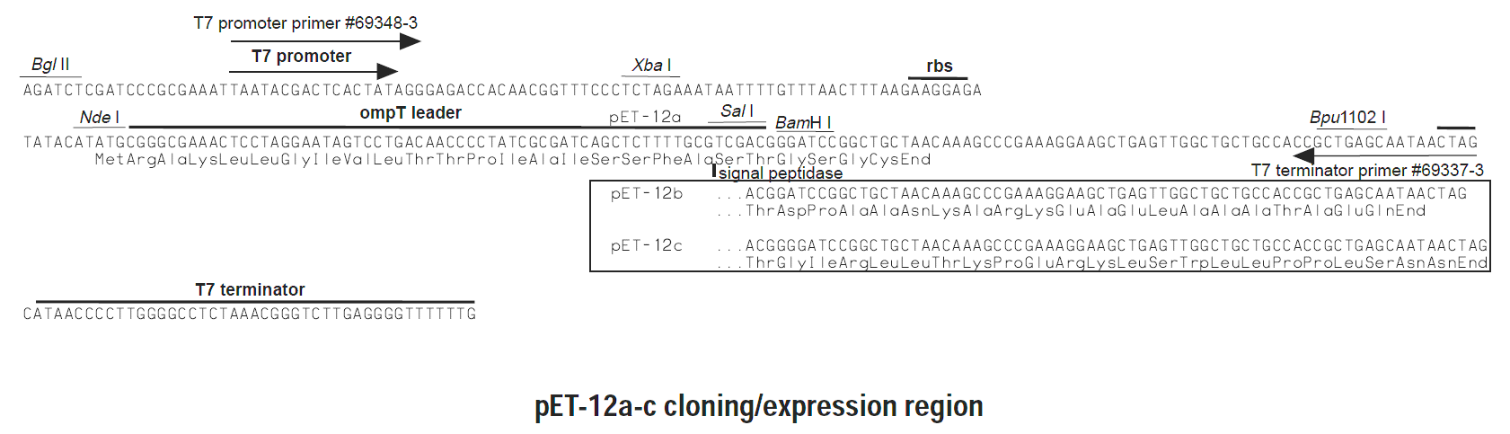 pET-12c 多克隆位点