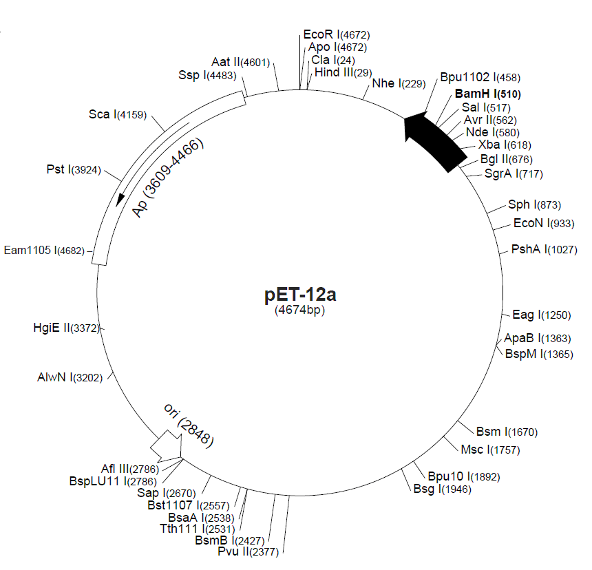 pET-12c 载体图谱