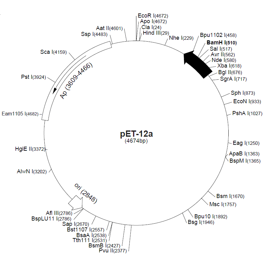 pET-12c 載體圖譜