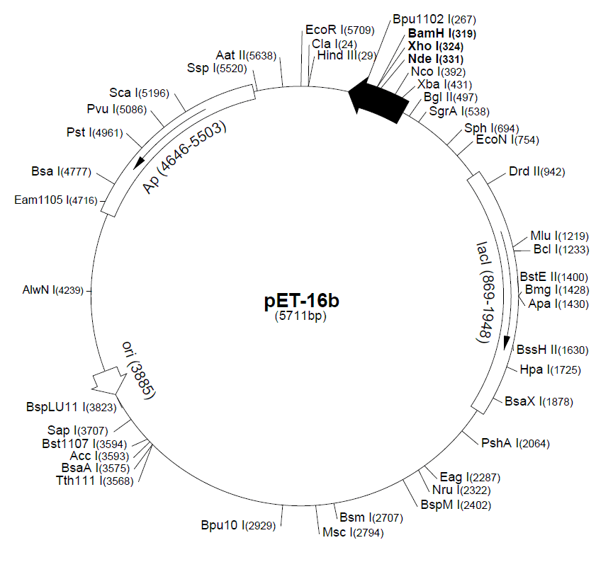pET-16b载体图谱