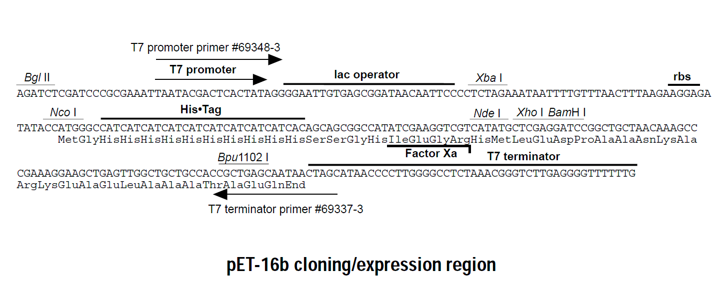 pET-16b多克隆位点