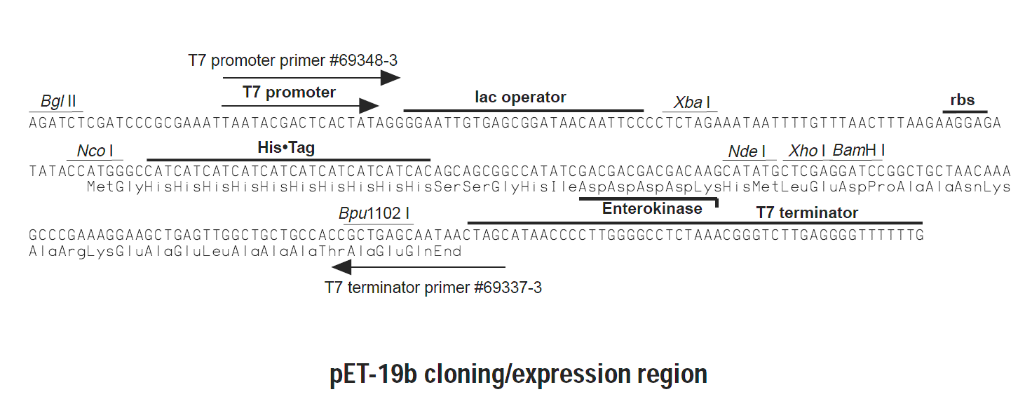 pET-19b多克隆位点