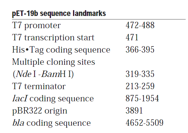 pET-19b载体特征