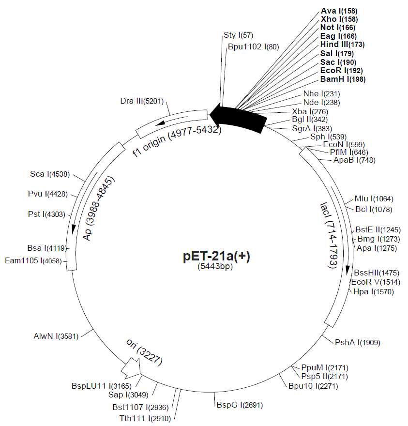 pET-21a载体图谱