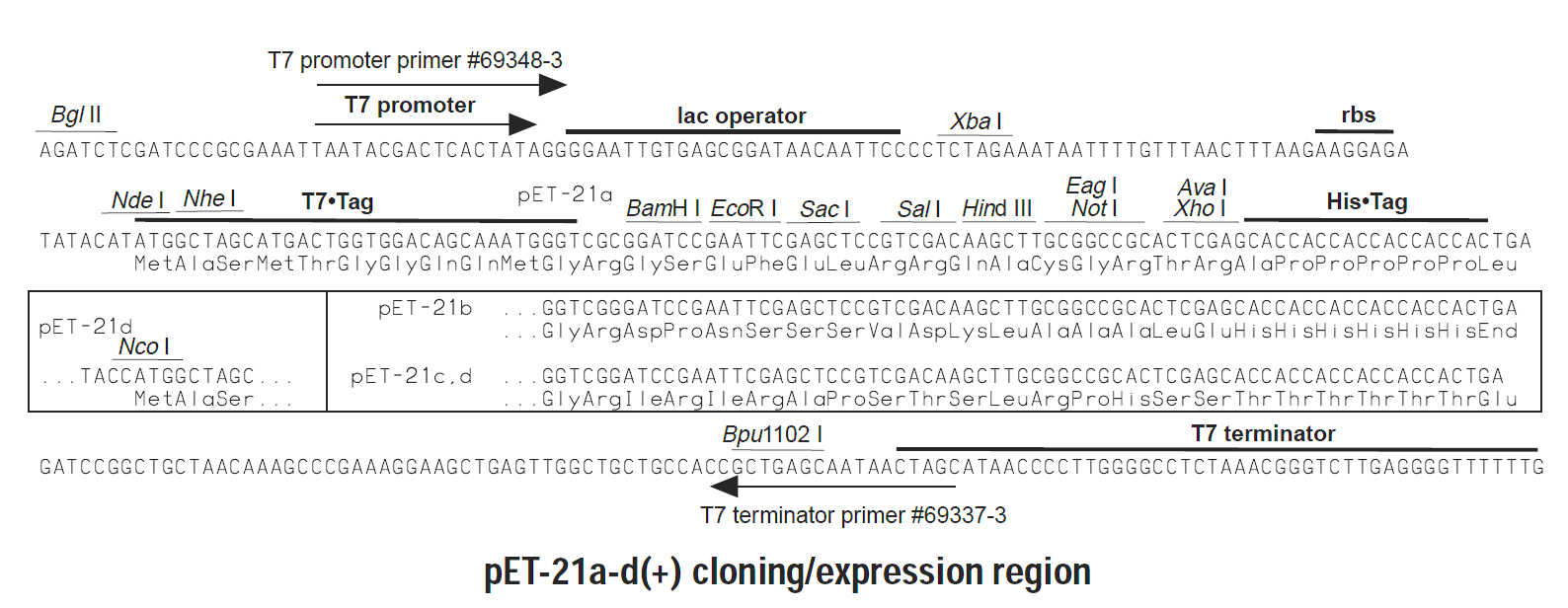 pET-21a多克隆位点