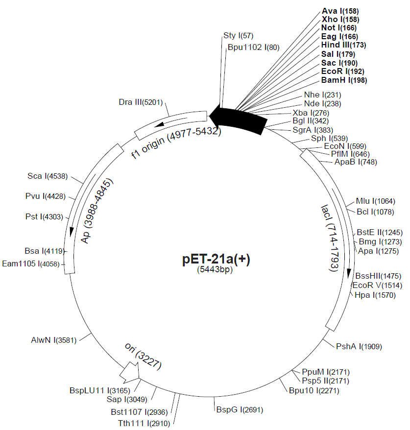 pET-21c载体图谱