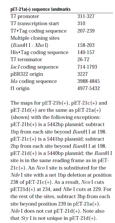 pET-21d載體特征