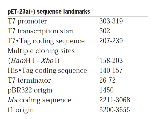 pET-23a 载体特征