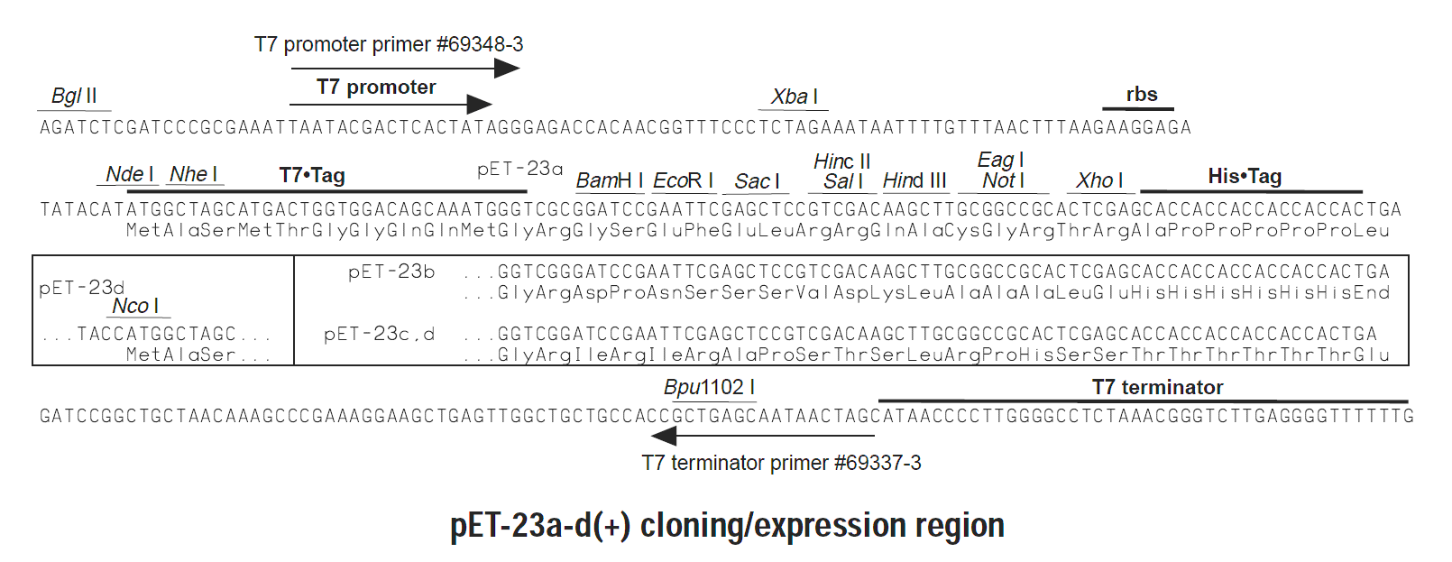 pET-23b 多克隆位点