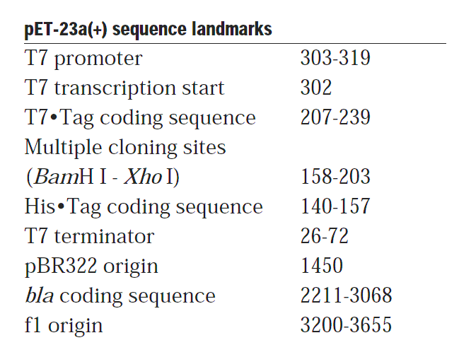 pET-23b 载体特征