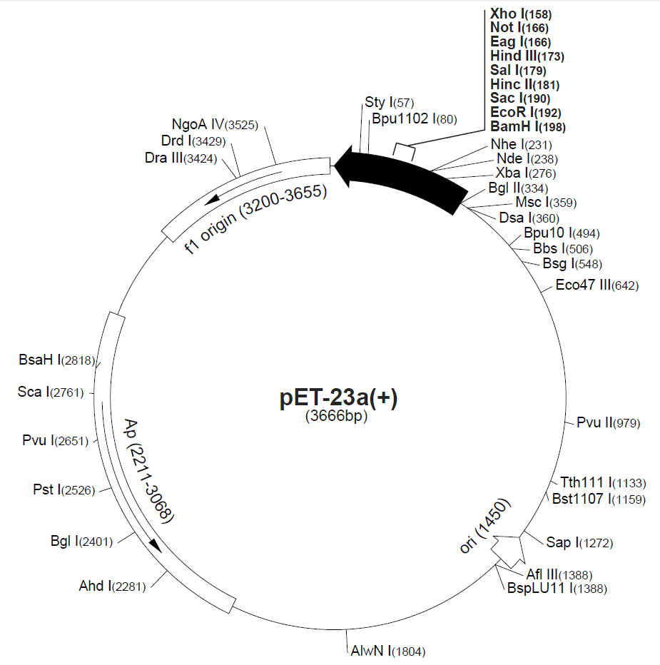 pET-23b 载体图谱