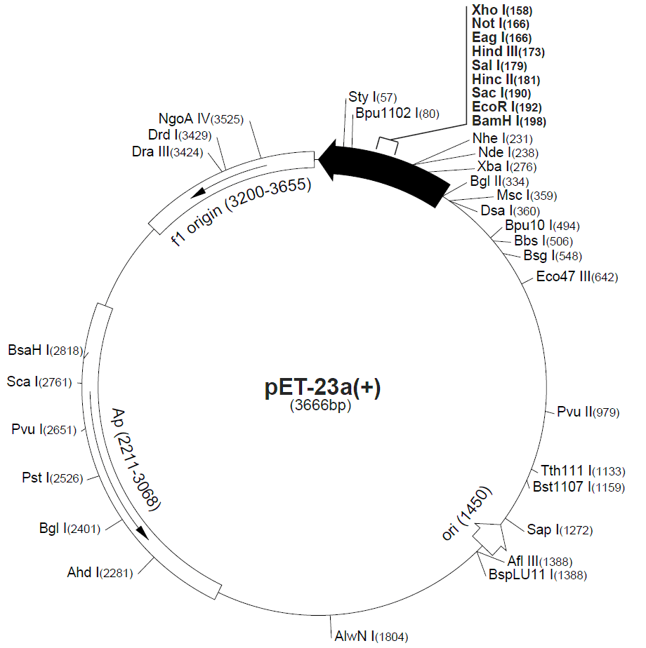 pET-23c 載體圖譜