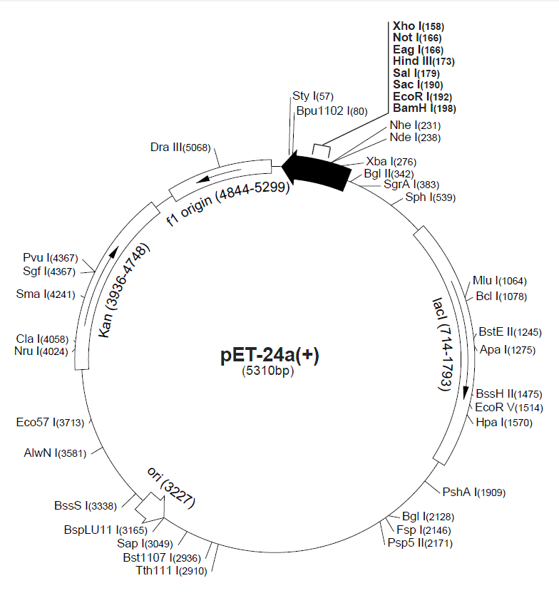 pET-24a載體圖譜