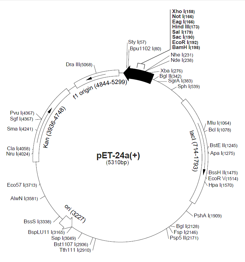 pET-24a载体图谱