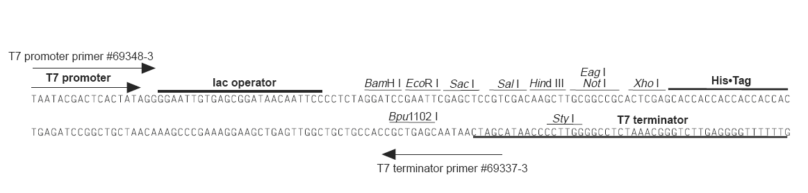 pET-24a多克隆位点