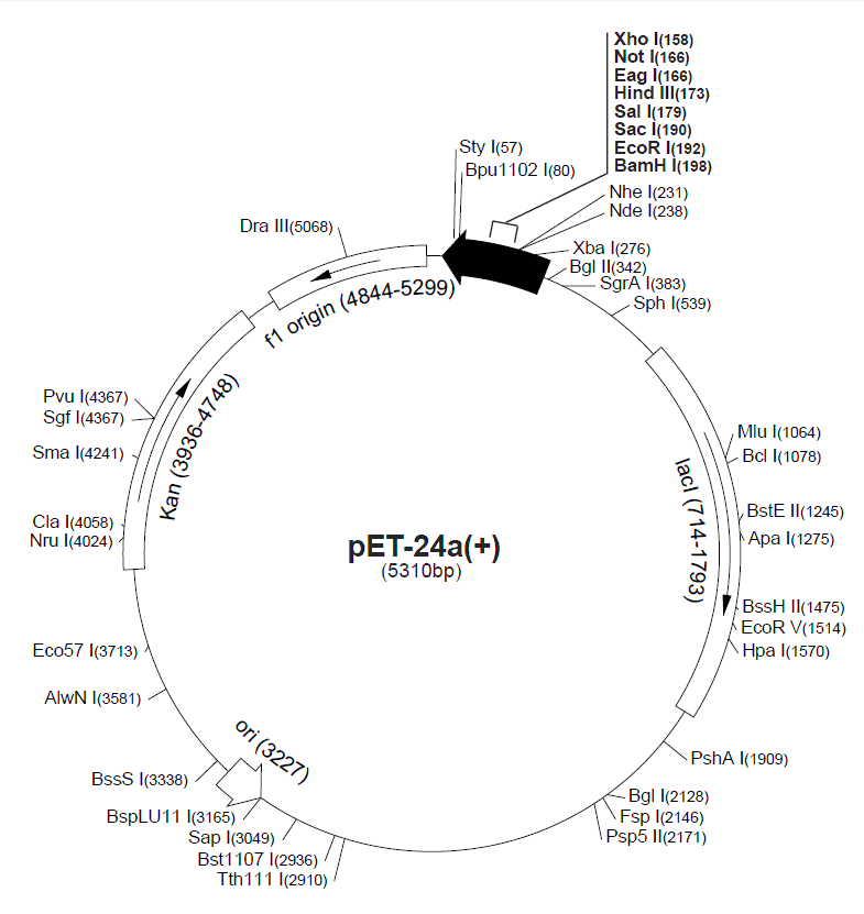 pET-24d载体图谱