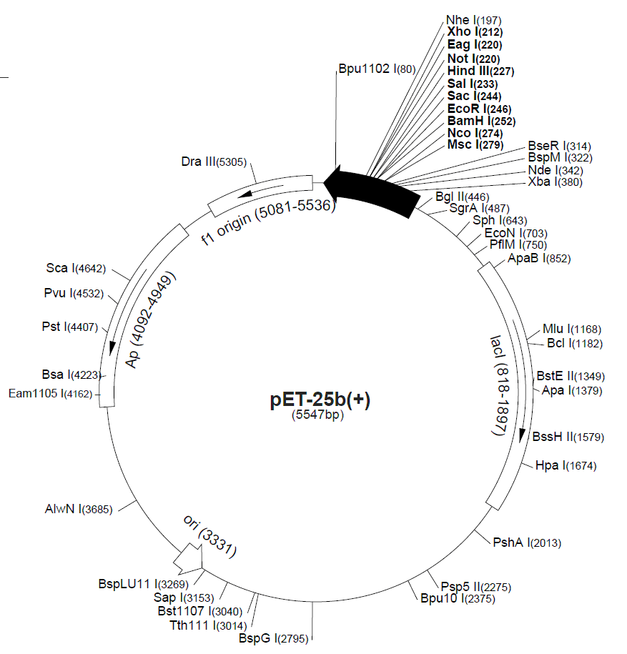 pET-25b载体图谱