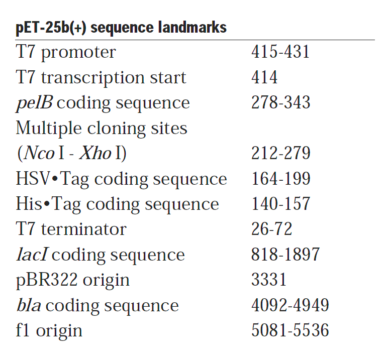 pET-25b载体特征