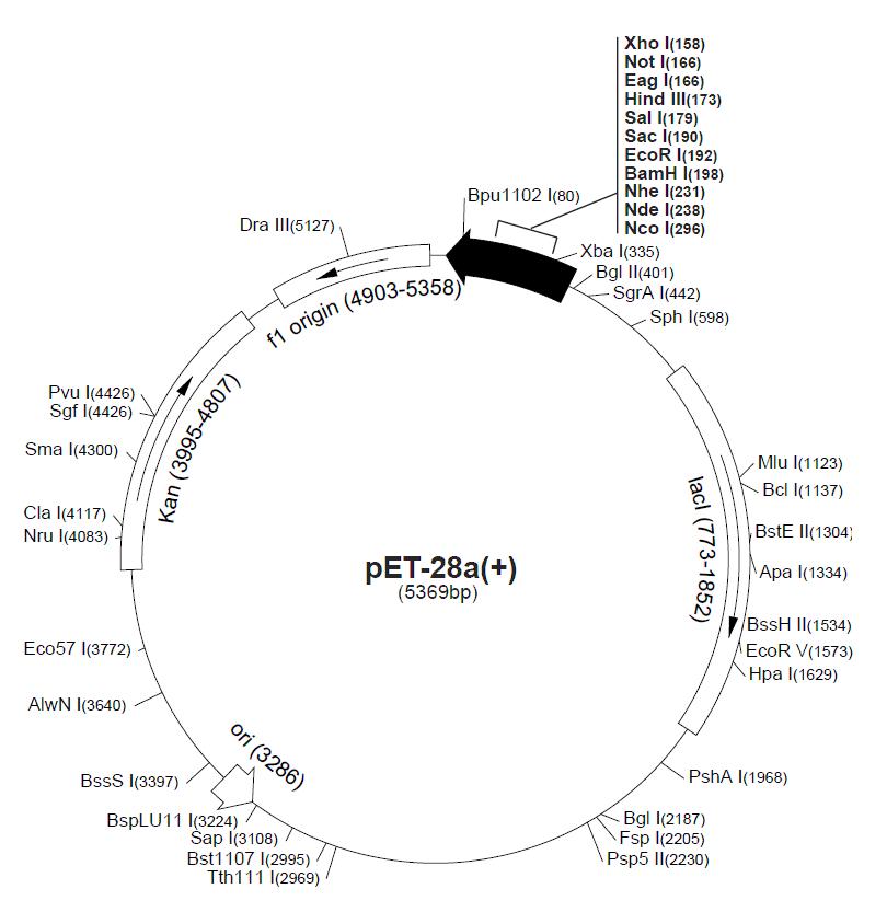 pET-28a載體圖譜