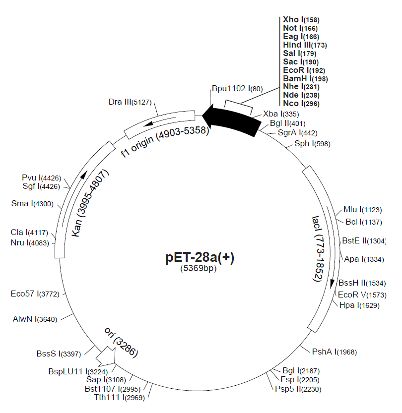 pET-28a载体图谱