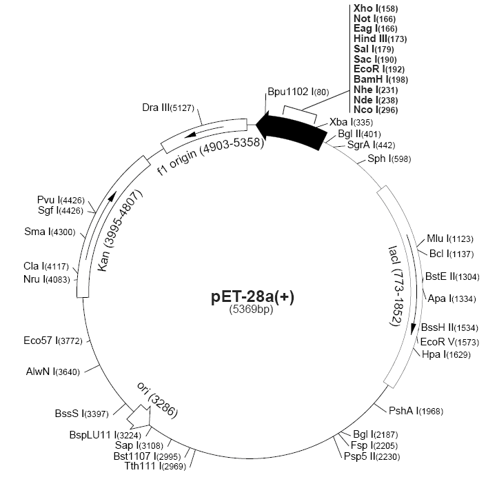 pet28b載體圖譜