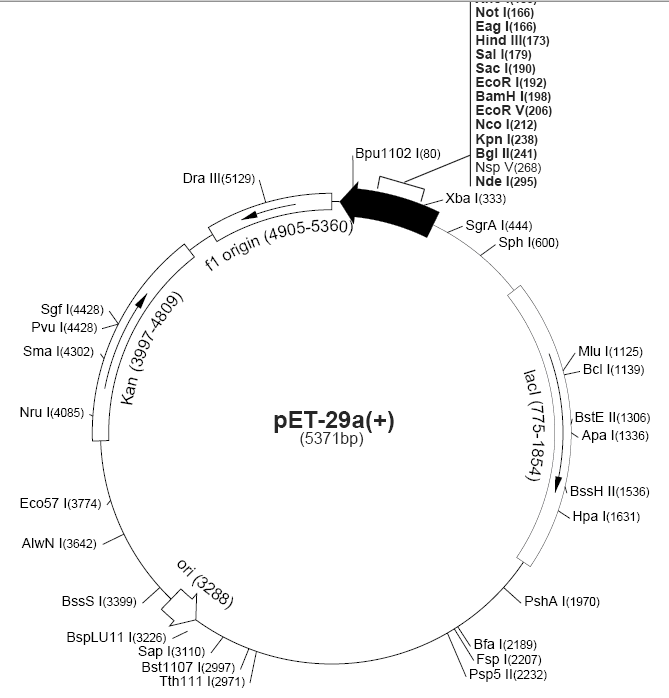 pet29b載體圖譜