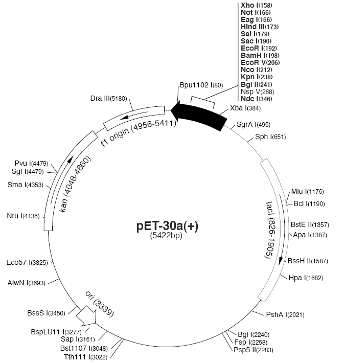 pet30b载体图谱