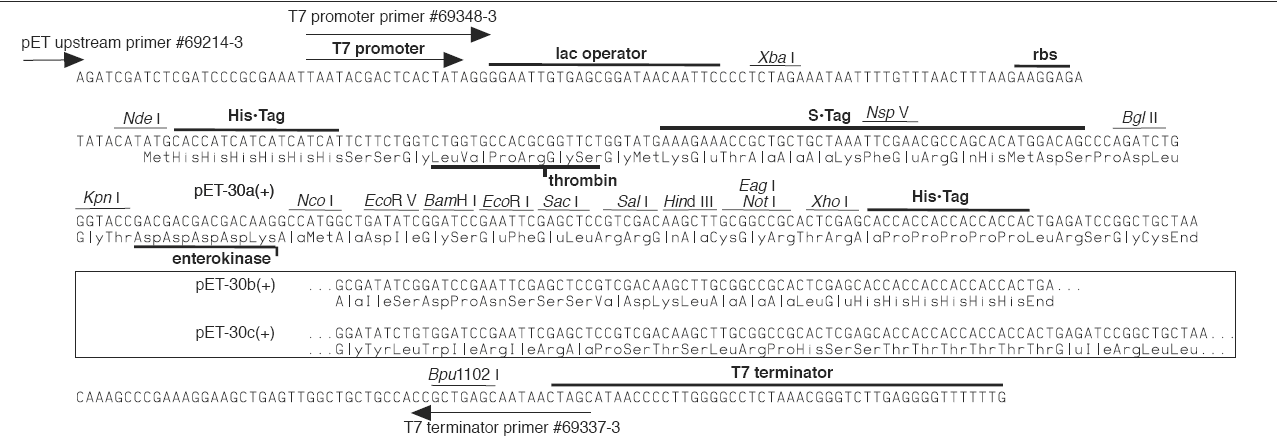pet30b多克隆位点