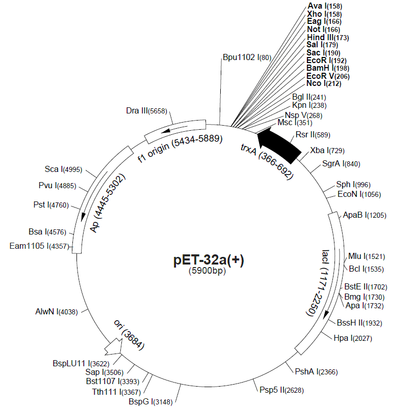 pET-32a载体图谱