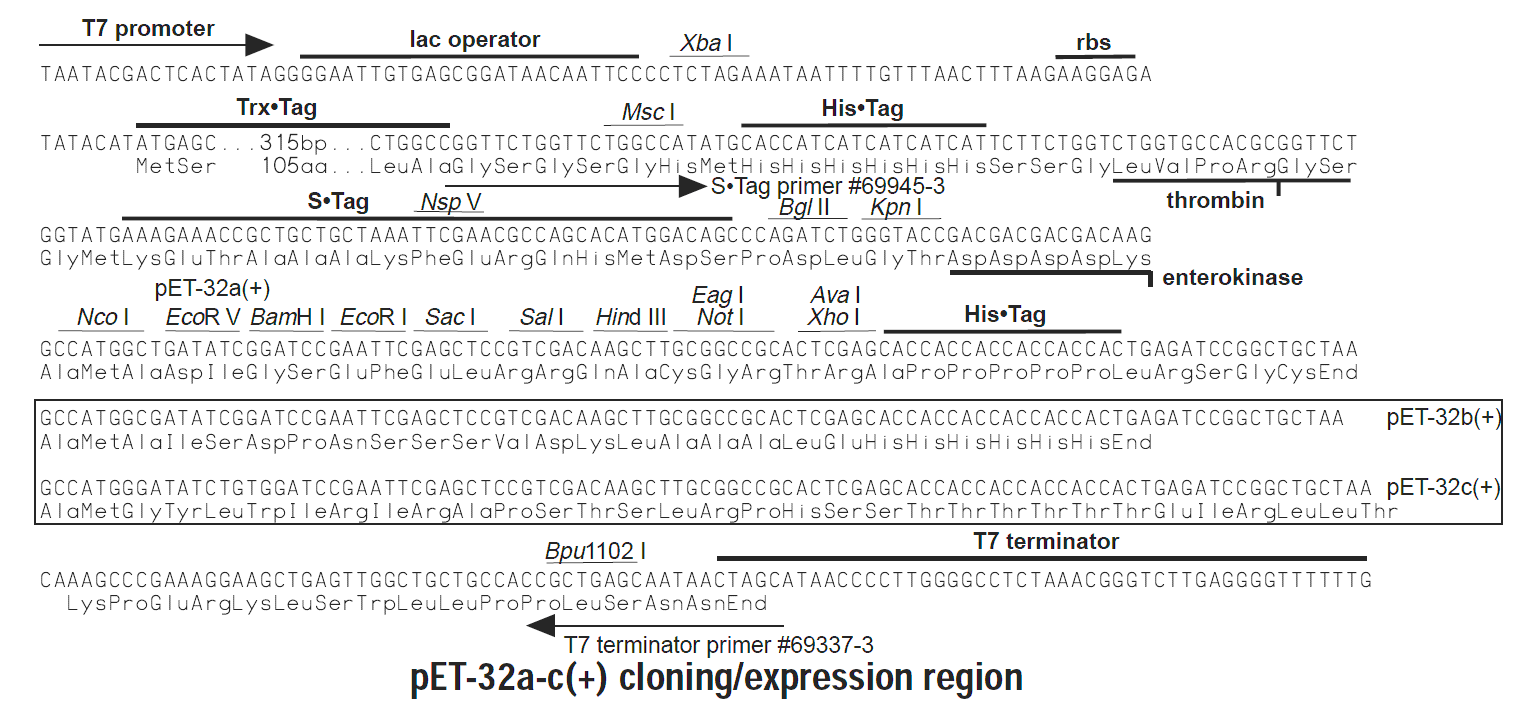 pET-32a多克隆位点